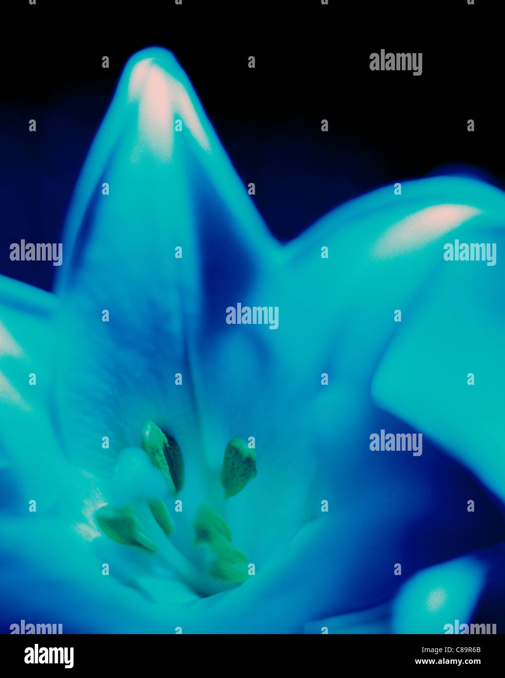 Blaue Blütendetails Stockfoto