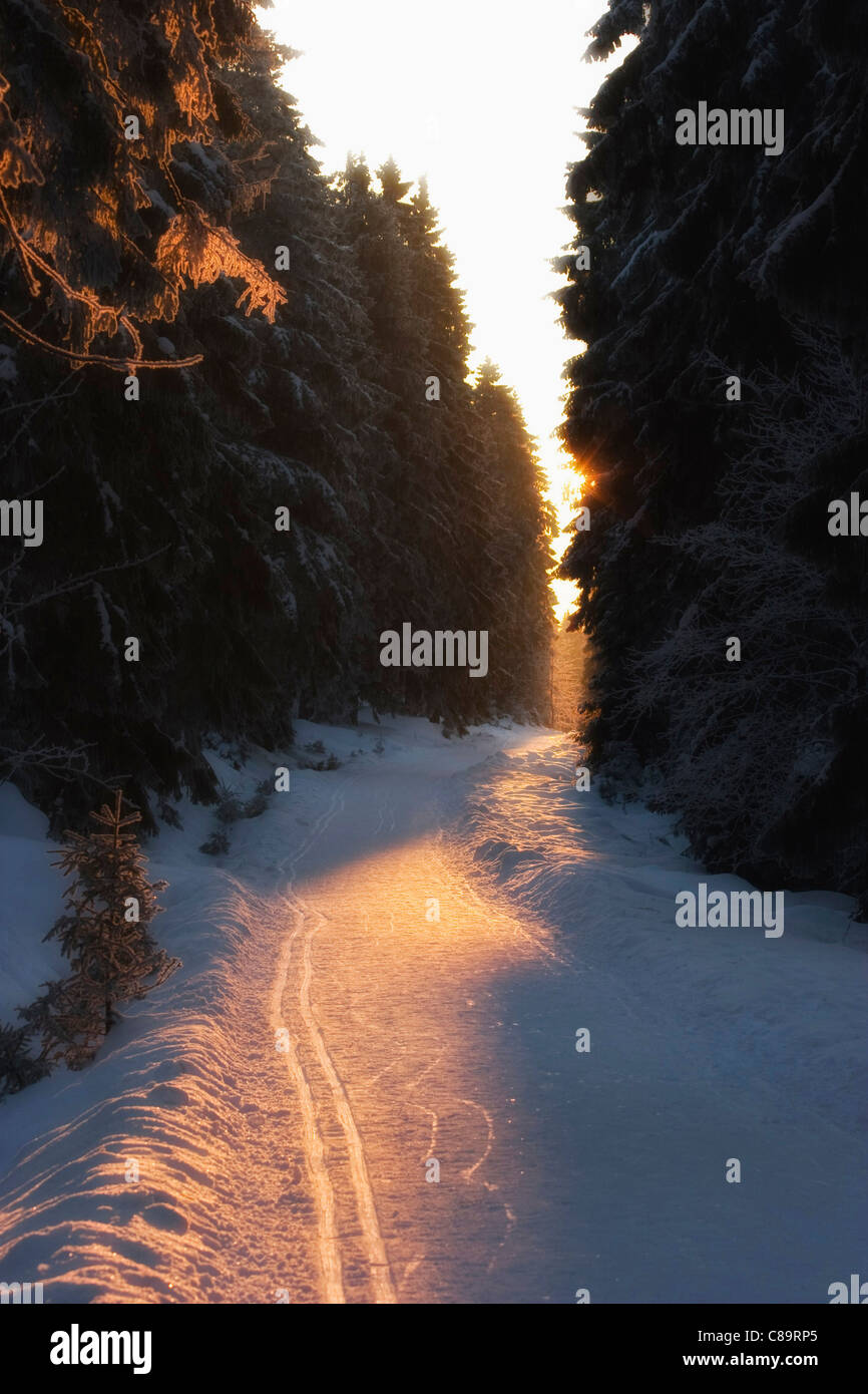 Deutschland, Braunlage, Straße mit Tannenwald im winter Stockfoto