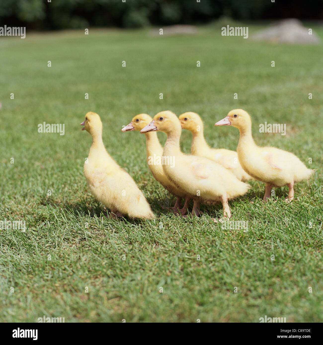 Gruppe von Entenküken im freien - selektiven Fokus Stockfoto