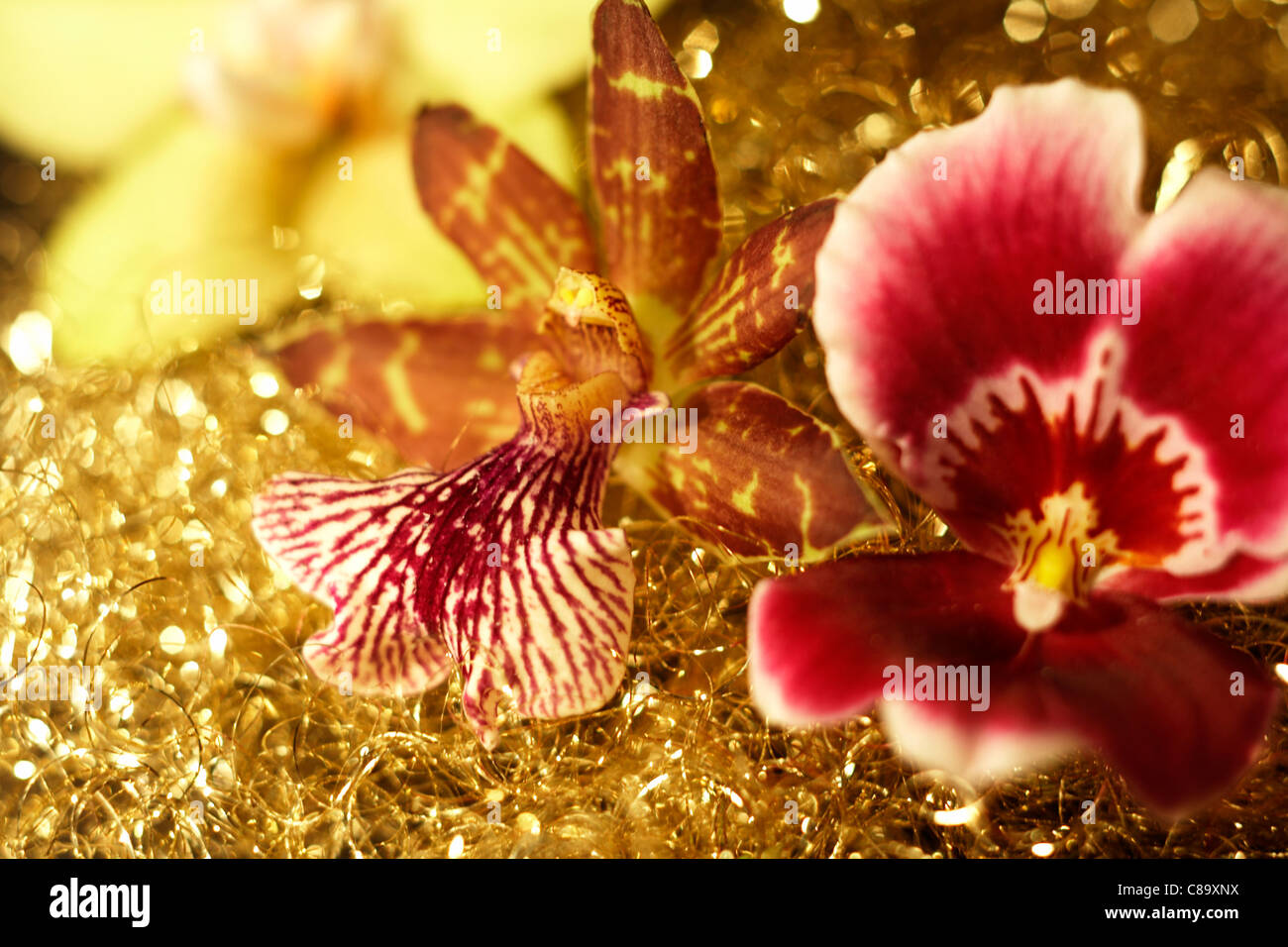 drei Orchidee blüht in golden metallische Rückseite Stockfoto