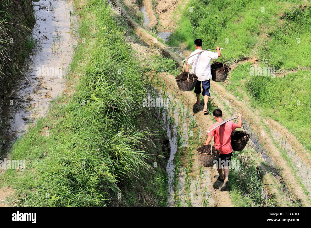 Bauern tragen Körbe in Reisfeldern Terrasse in Ping'an, Longsheng, China Stockfoto