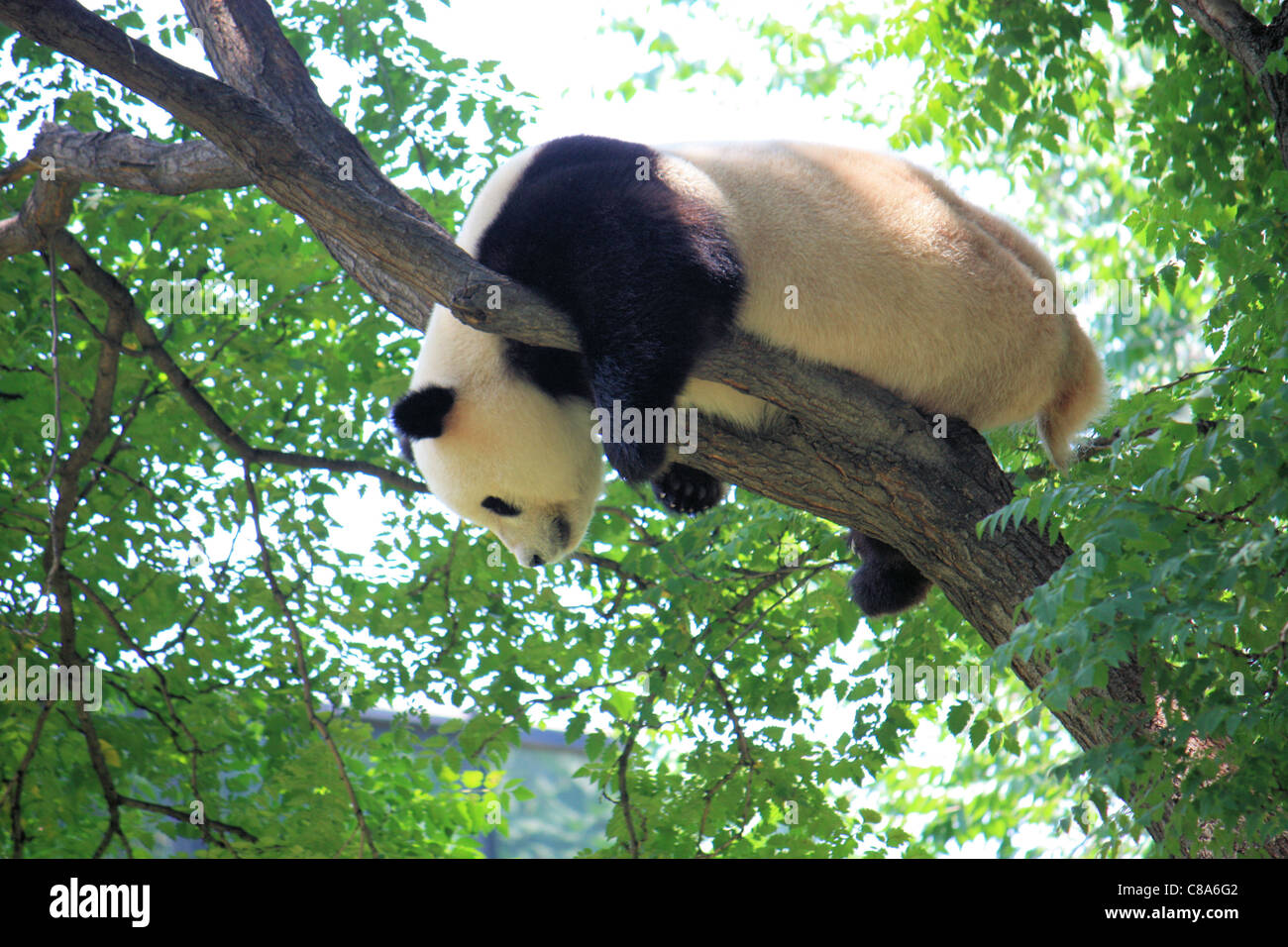 Ein Riesen-Panda thront in einem Baum, der chinesische Schriftzeichen, Beijin Zoo, China Stockfoto