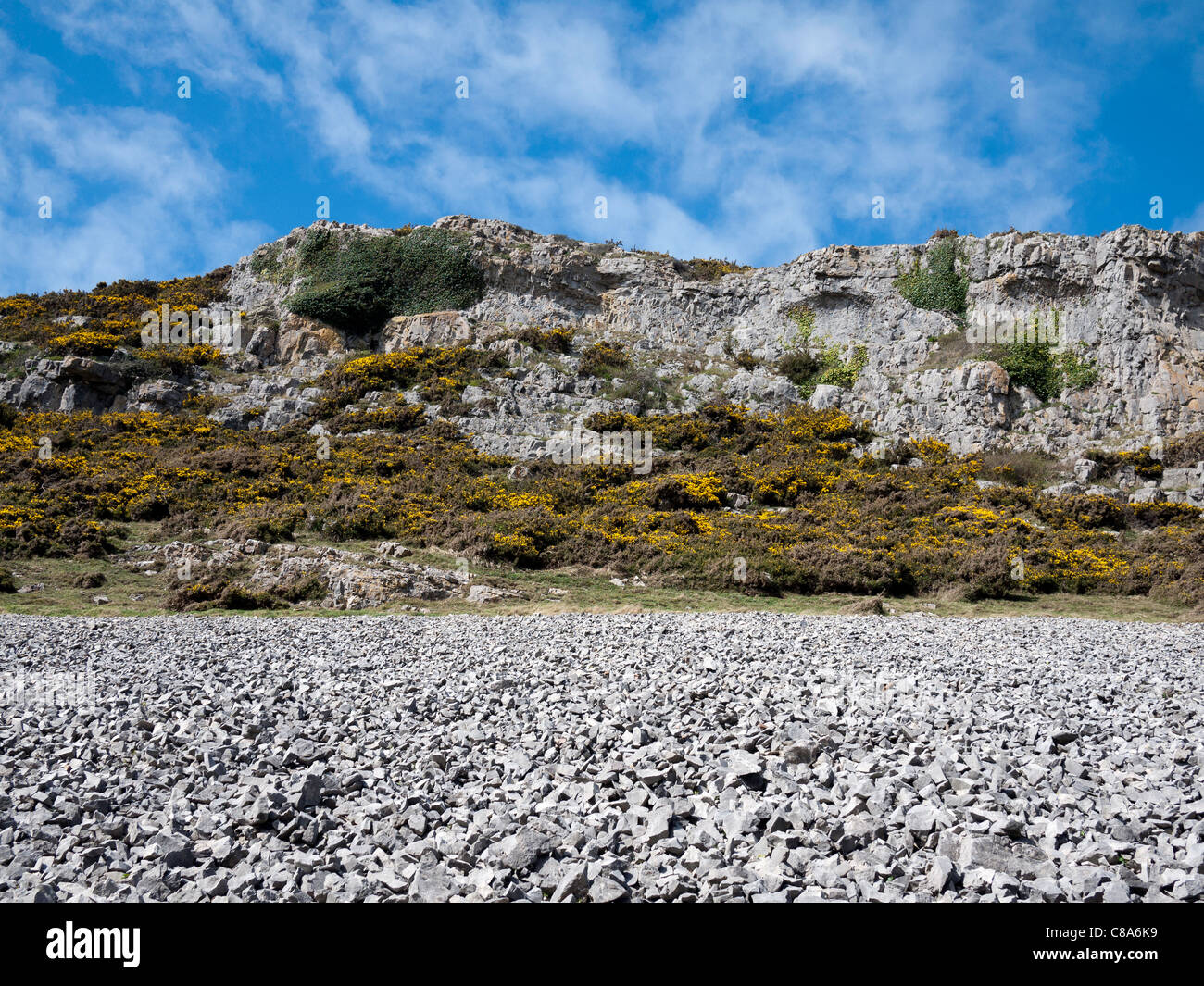 SCEE unter Klippen in der Nähe von Mewslade Bay in Wales, mit blühenden Ginster am unteren Rand der Klippe. Stockfoto