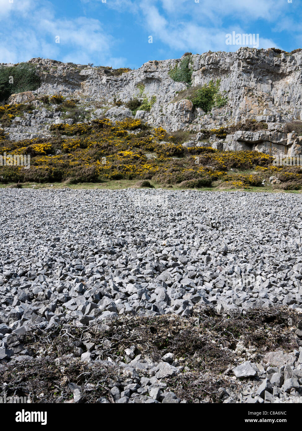SCEE unter Klippen in der Nähe von Mewslade Bay in Wales, mit blühenden Ginster am unteren Rand der Klippe. Stockfoto