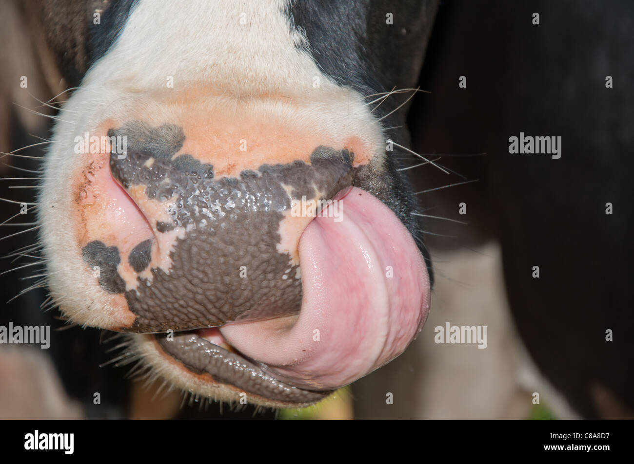 Holstein - friesische mit der Zunge nach oben, die Nase. Stockfoto