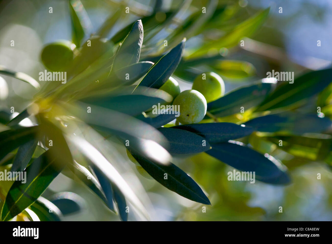 Ast eines Olivenbaums Stockfoto
