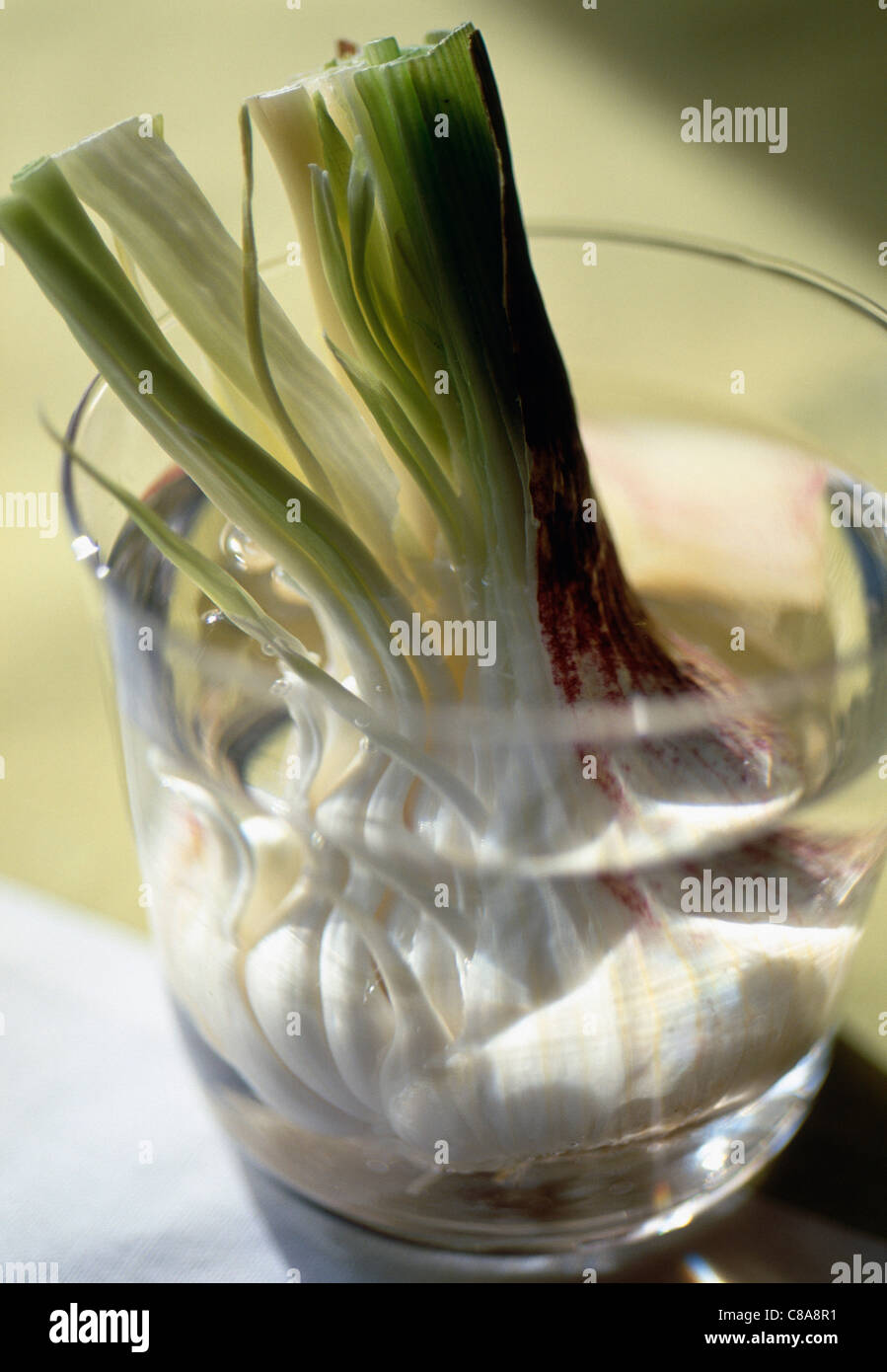 Knoblauch in ein Glas Wasser Stockfoto