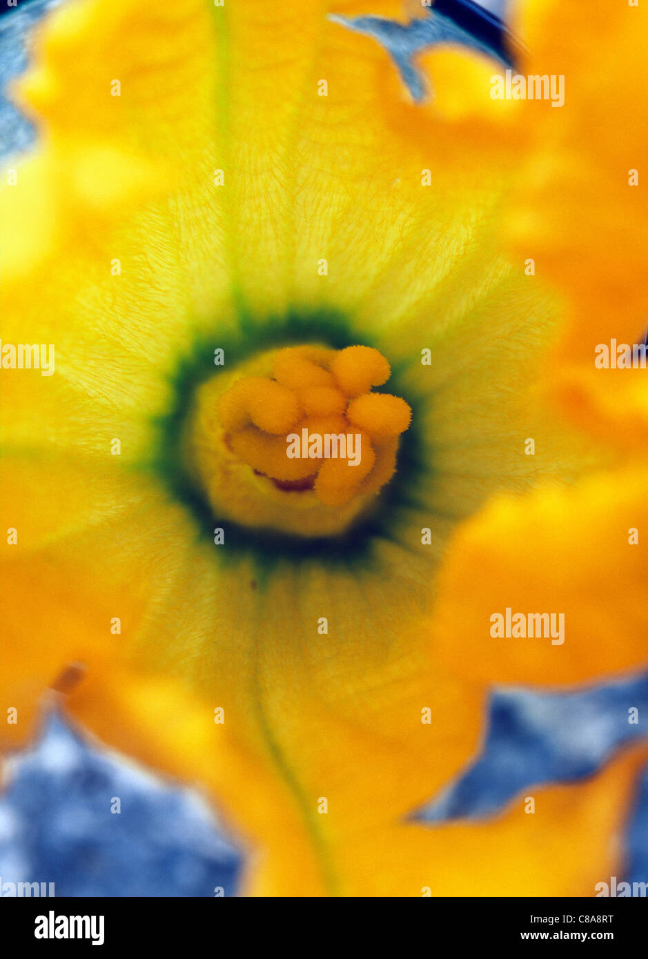 Zucchini-Blume Stockfoto