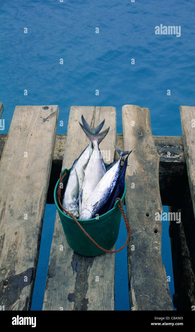 Frischen Fisch in einem Eimer am Meer Stockfoto