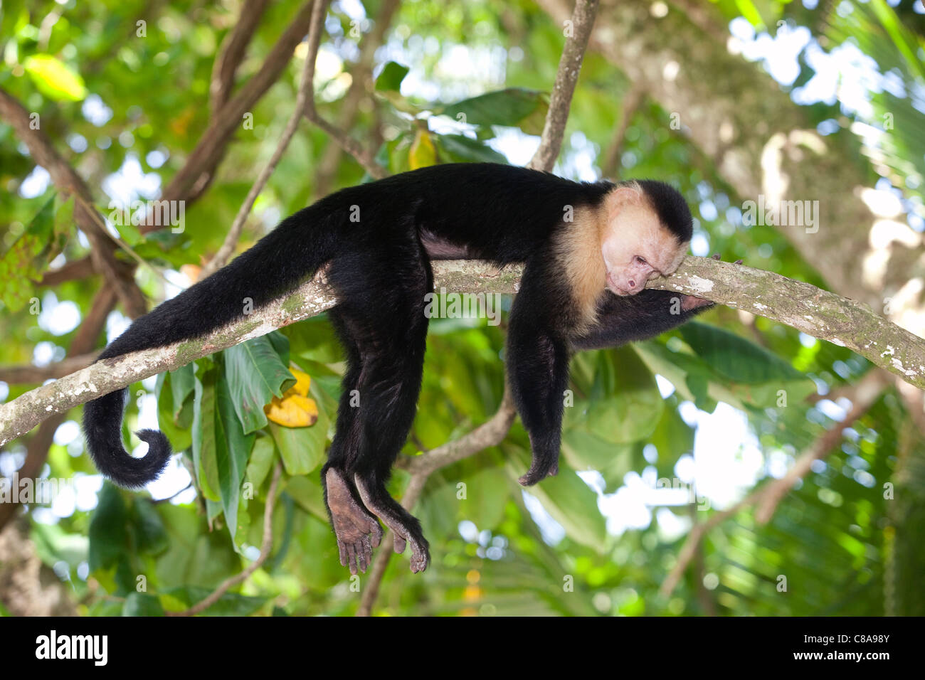 Kapuziner-Affen - Manuel Antonio Park, Costa Rica. Stockfoto
