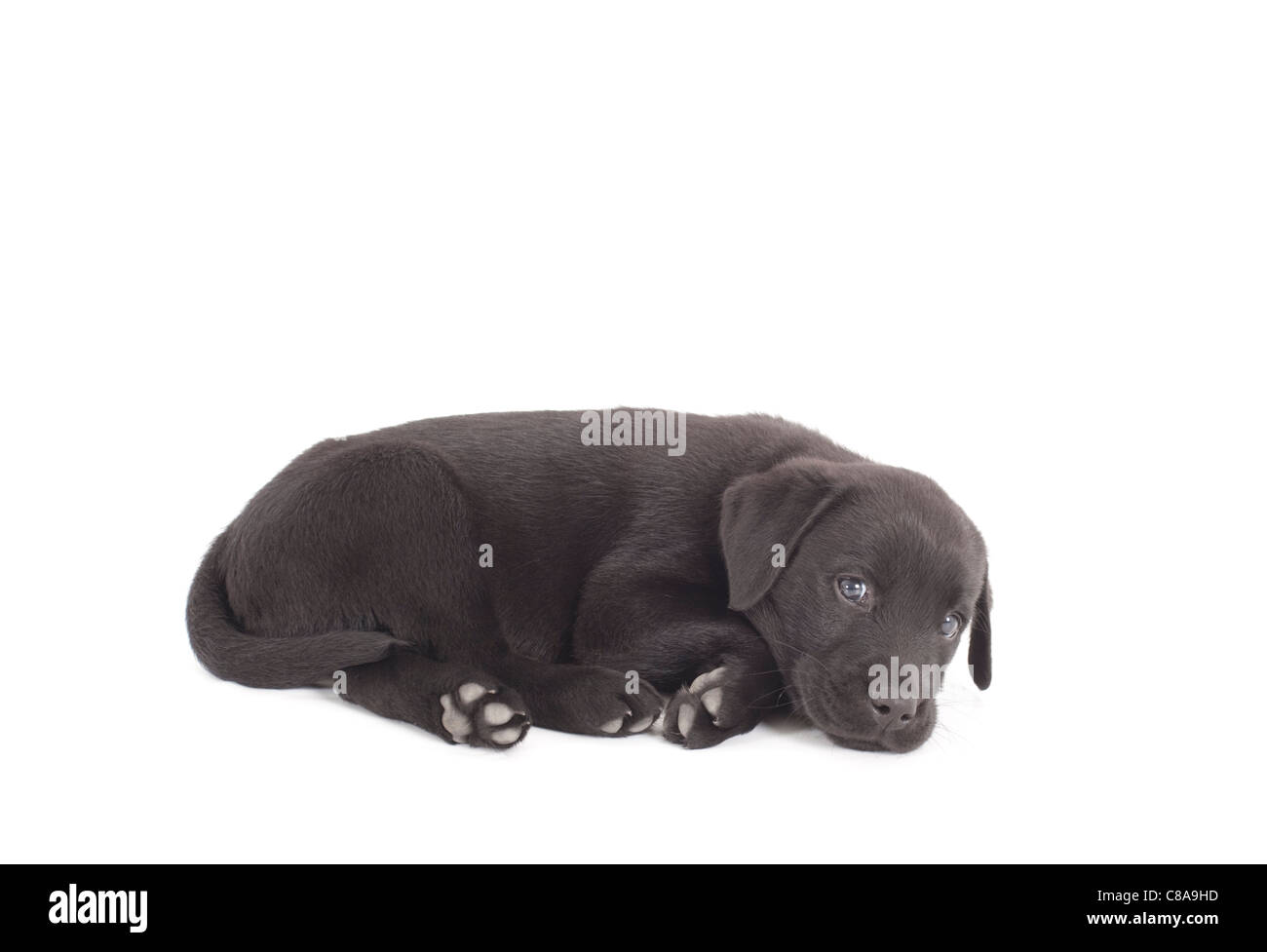 schwarzer Labrador-Welpe Festlegung auf weißen Hintergrund isoliert Stockfoto