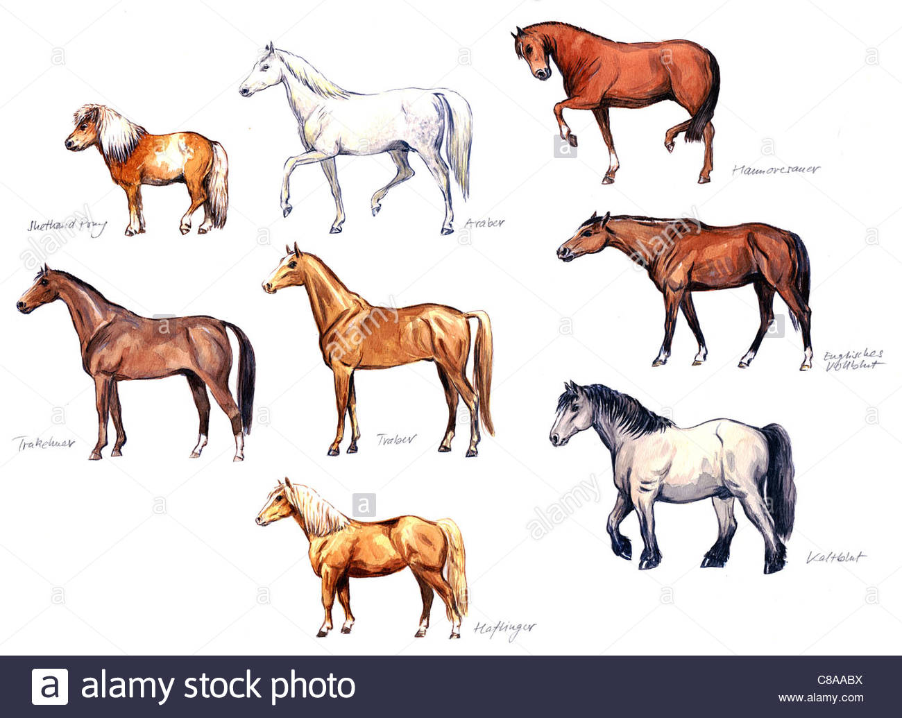 Pferderassen Stockfoto, Bild: 39565678 - Alamy