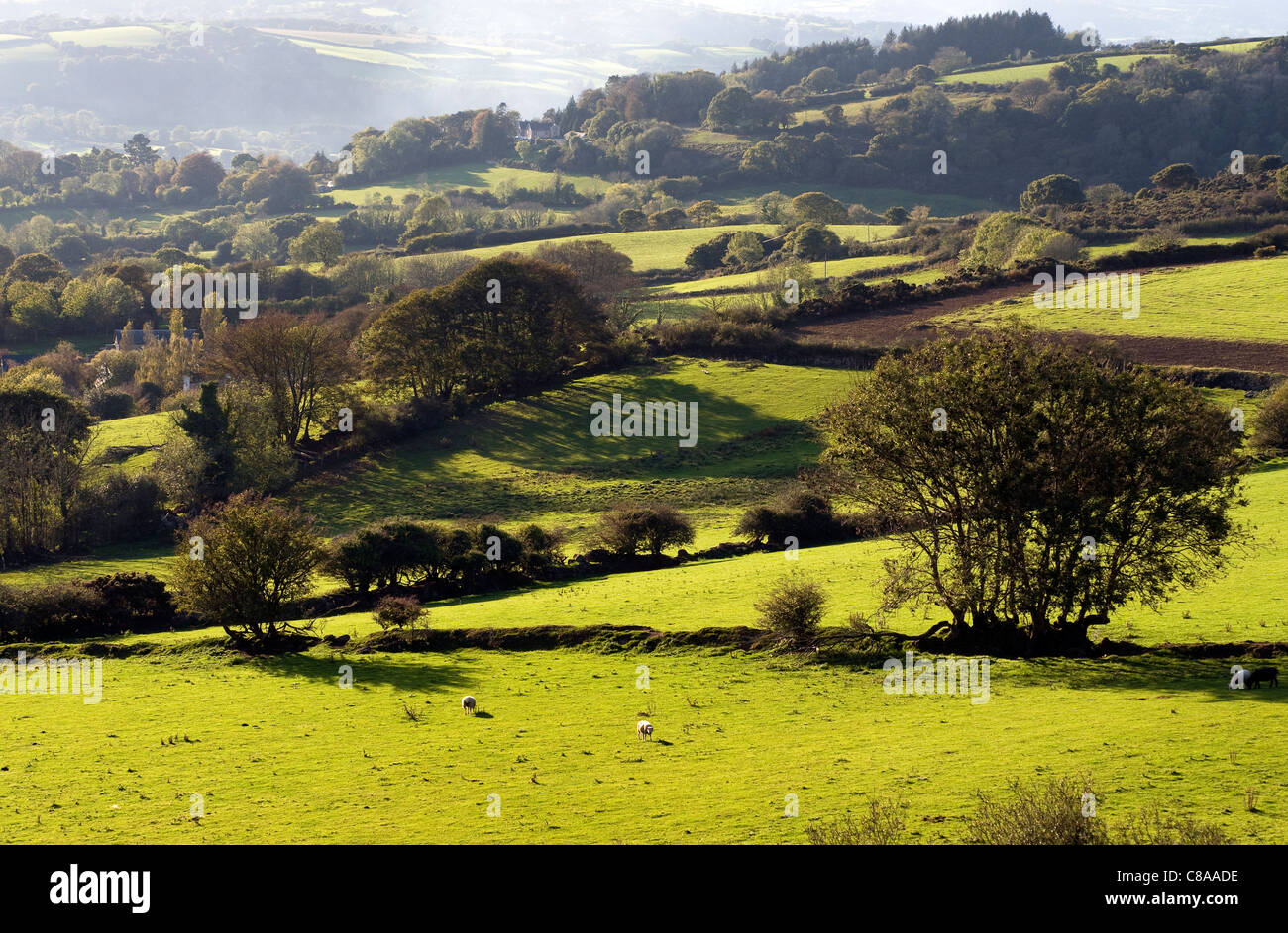 Devon-Feldern in der Nähe Moretonhampstead Rollen an den Hängen des Dartmoor, Devon, einen Blick auf Ackerland und Moor von Mardon Stockfoto