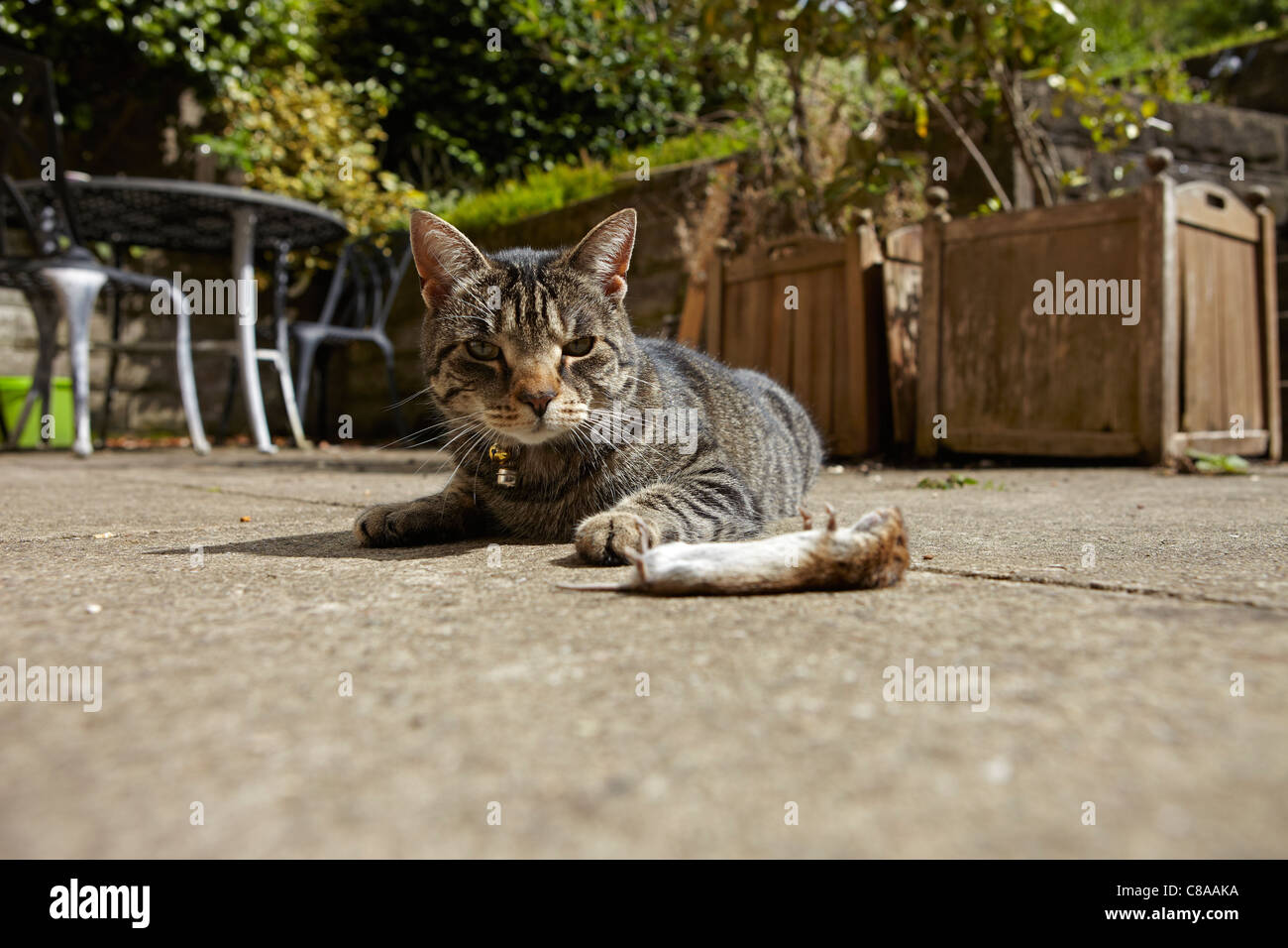 Hauskatze mit toten Maus in einem Garten in Wales, UK Stockfoto