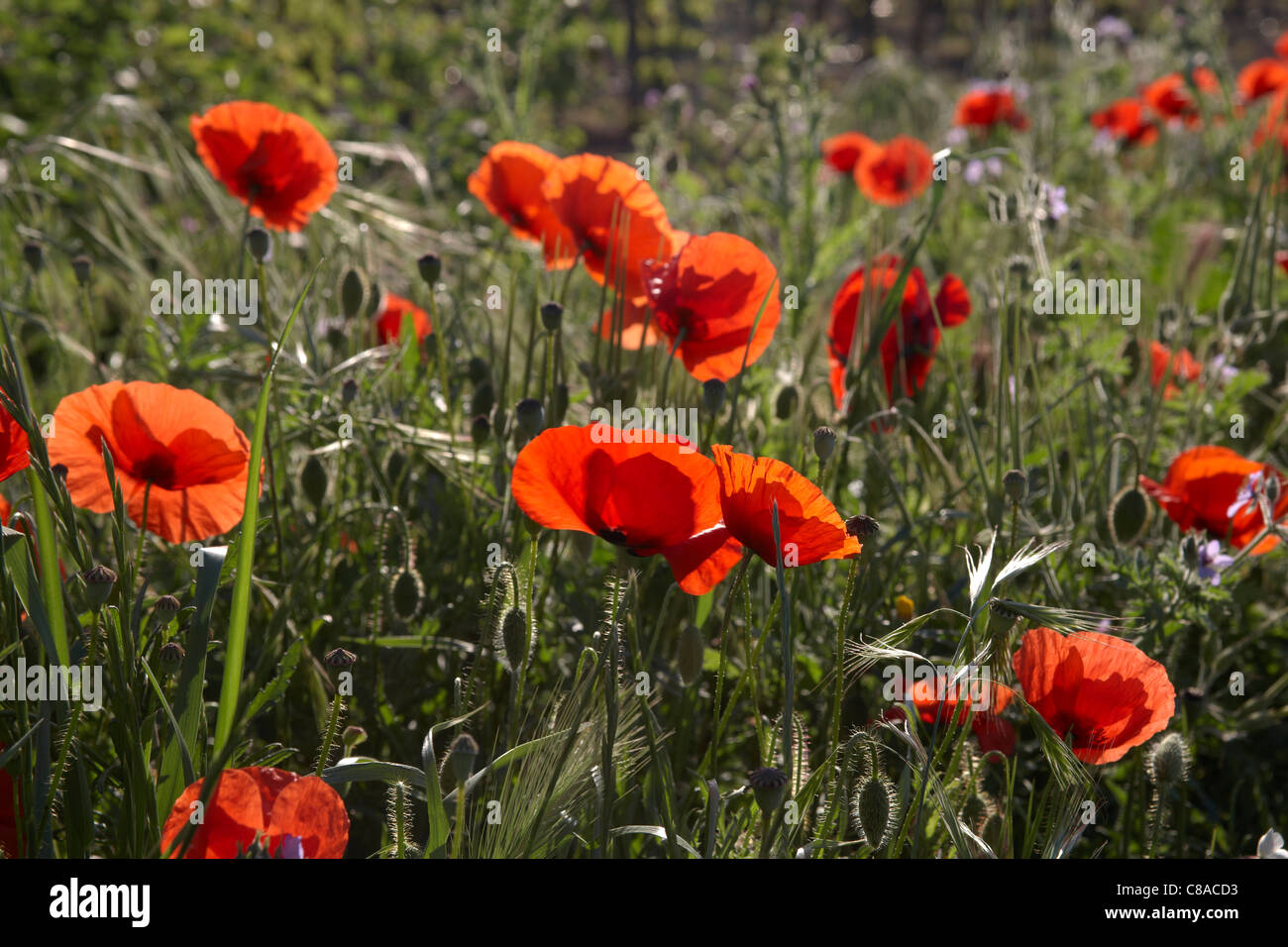 Feld mohn -Fotos und -Bildmaterial in hoher Auflösung – Alamy