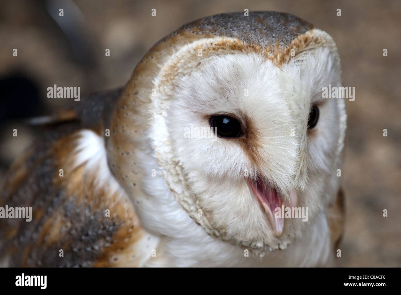 Schleiereule, Tyto alba, Kreischen, Vogelschutzgebiet, Großbritannien Stockfoto