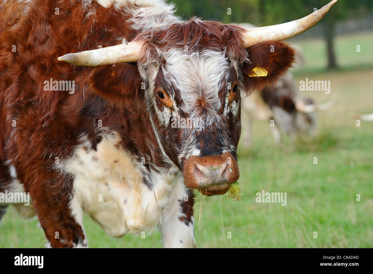 Die englischen Longhorn-Rinder, Fütterung aus Rasen in einem Feld in Derbyshire, England. Stockfoto
