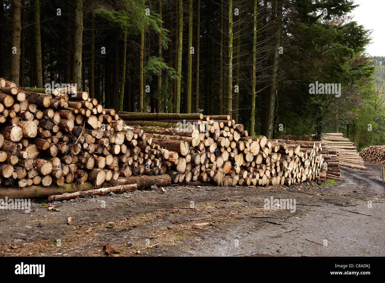 Gestapelte Loggs, Afan Argoed Forstwirtschaft, Port Talbot, Wales, UK Stockfoto