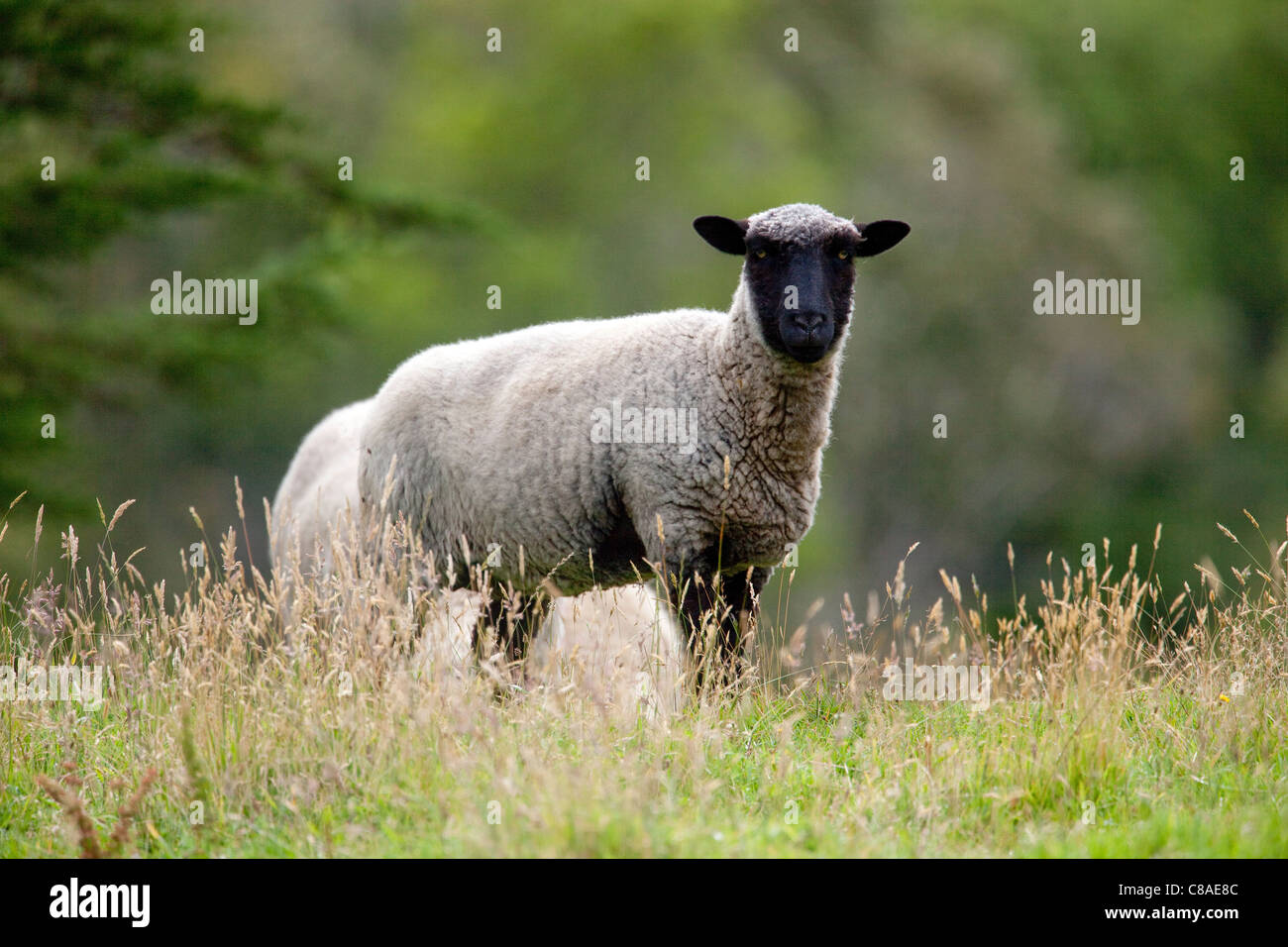 Ein Suffolk Lamm Weiden eine Wiese in Chile. Stockfoto