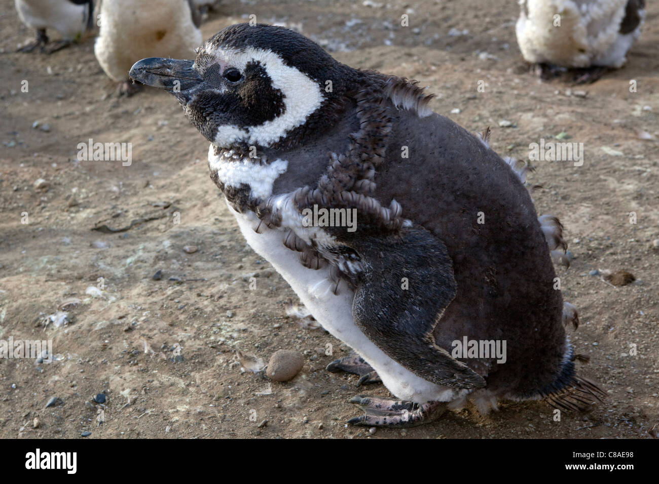 Ein Magellanic Penguin Häutung seine Federn in Chile Stockfoto