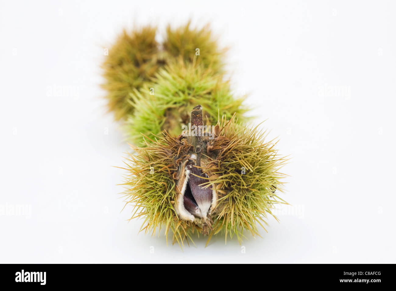 Castanea Sativa. Süße Kastanien isoliert auf einem weißen Hintergrund. Stockfoto