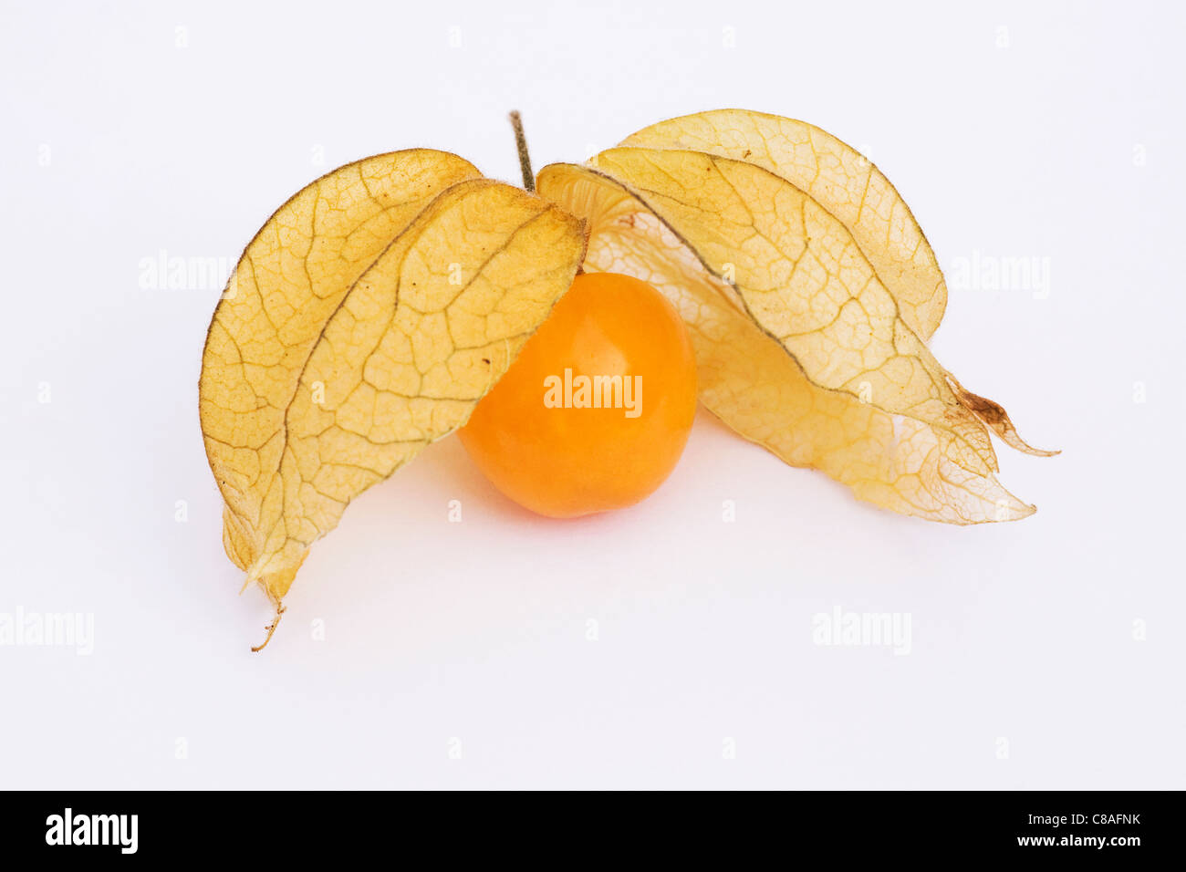 Physalis Peruviana. Eine einzige Frucht auf einem weißen Hintergrund. Stockfoto