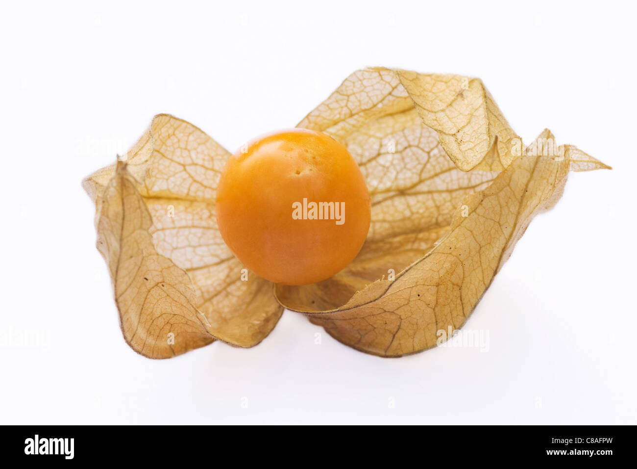 Physalis Peruviana. Eine einzige Frucht auf einem weißen Hintergrund. Stockfoto