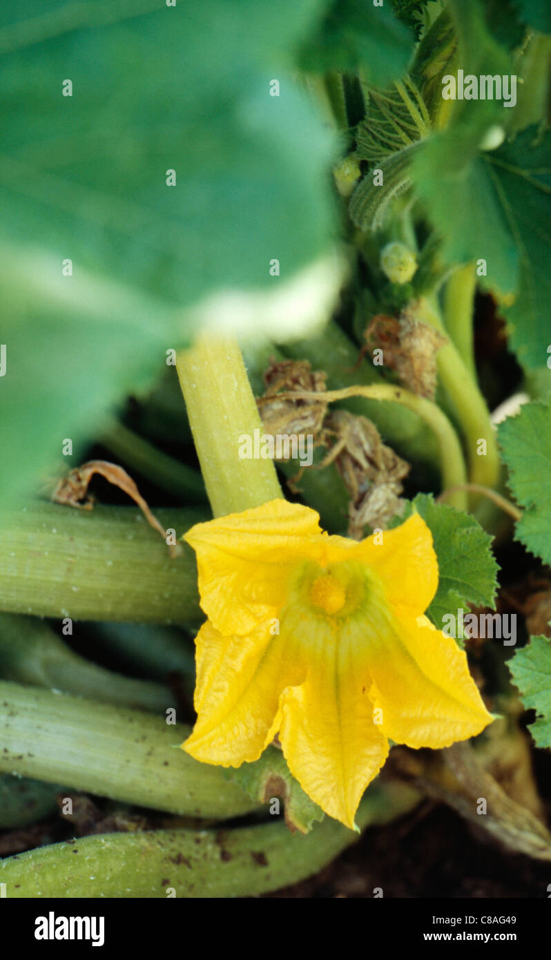 Zucchini-Blume Stockfoto