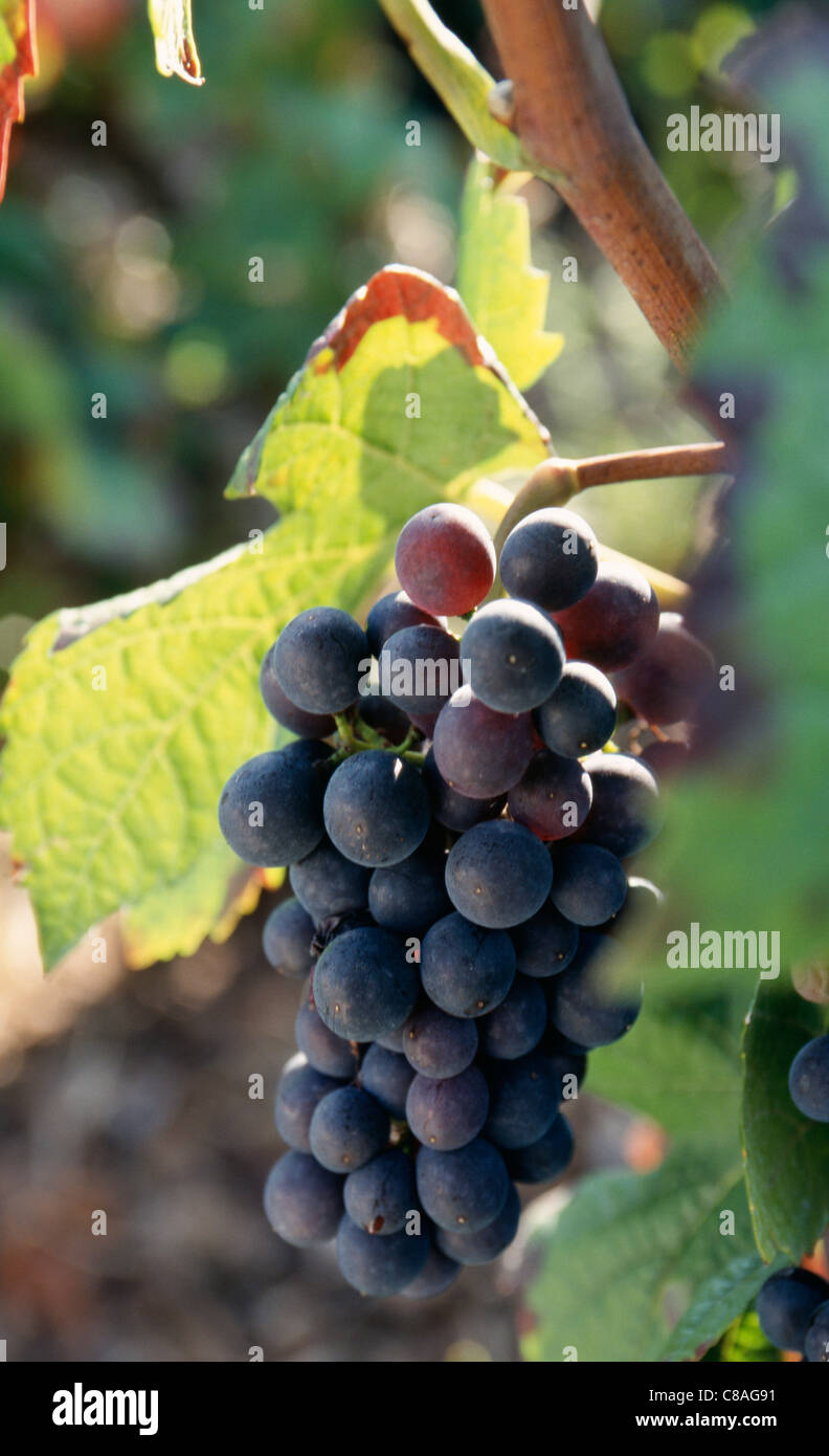 Bündel von schwarzen Trauben am Rebstock Stockfoto