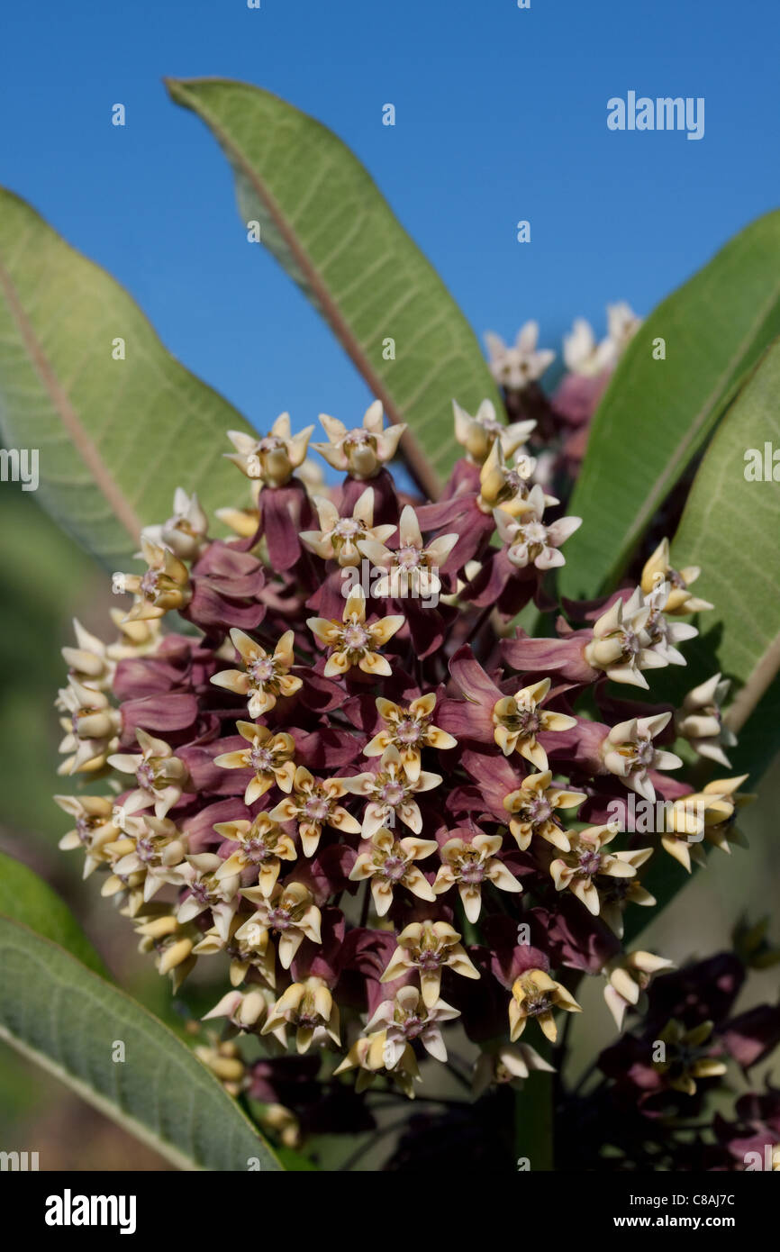Gemeinsame Seidenpflanze Asclepias syriaca Michigan USA Blumen Stockfoto