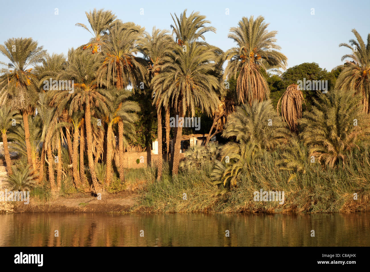 Abschnitt des Nil-Ufer mit überhängenden Palmen und kleinen Schlamm-Backstein-Haus in goldenes Licht spiegelt sich in den Fluss getaucht Stockfoto