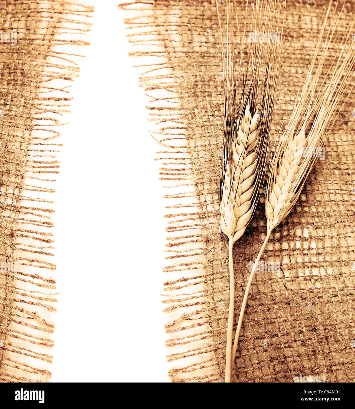 Weizen-Grenze über den Hintergrund der Arbeitsfläche, Erntezeit, Thanksgiving Urlaub Dekoration Stockfoto