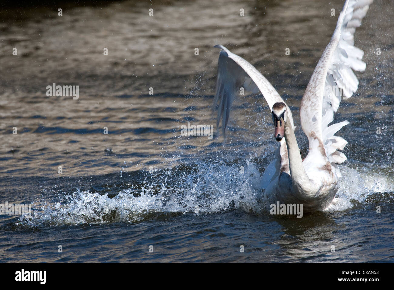 Mute Swan aggression Stockfoto