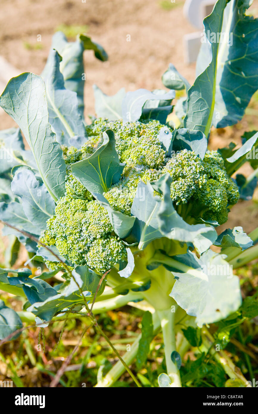 Brokkoli pflanzen -Fotos und -Bildmaterial in hoher Auflösung – Alamy