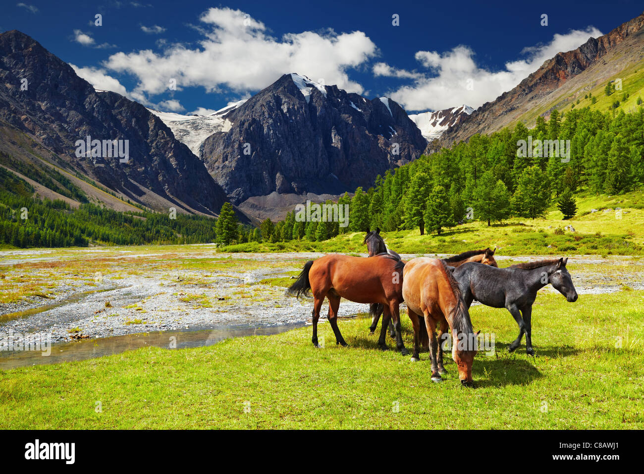 Berglandschaft mit grasenden Pferden Stockfoto