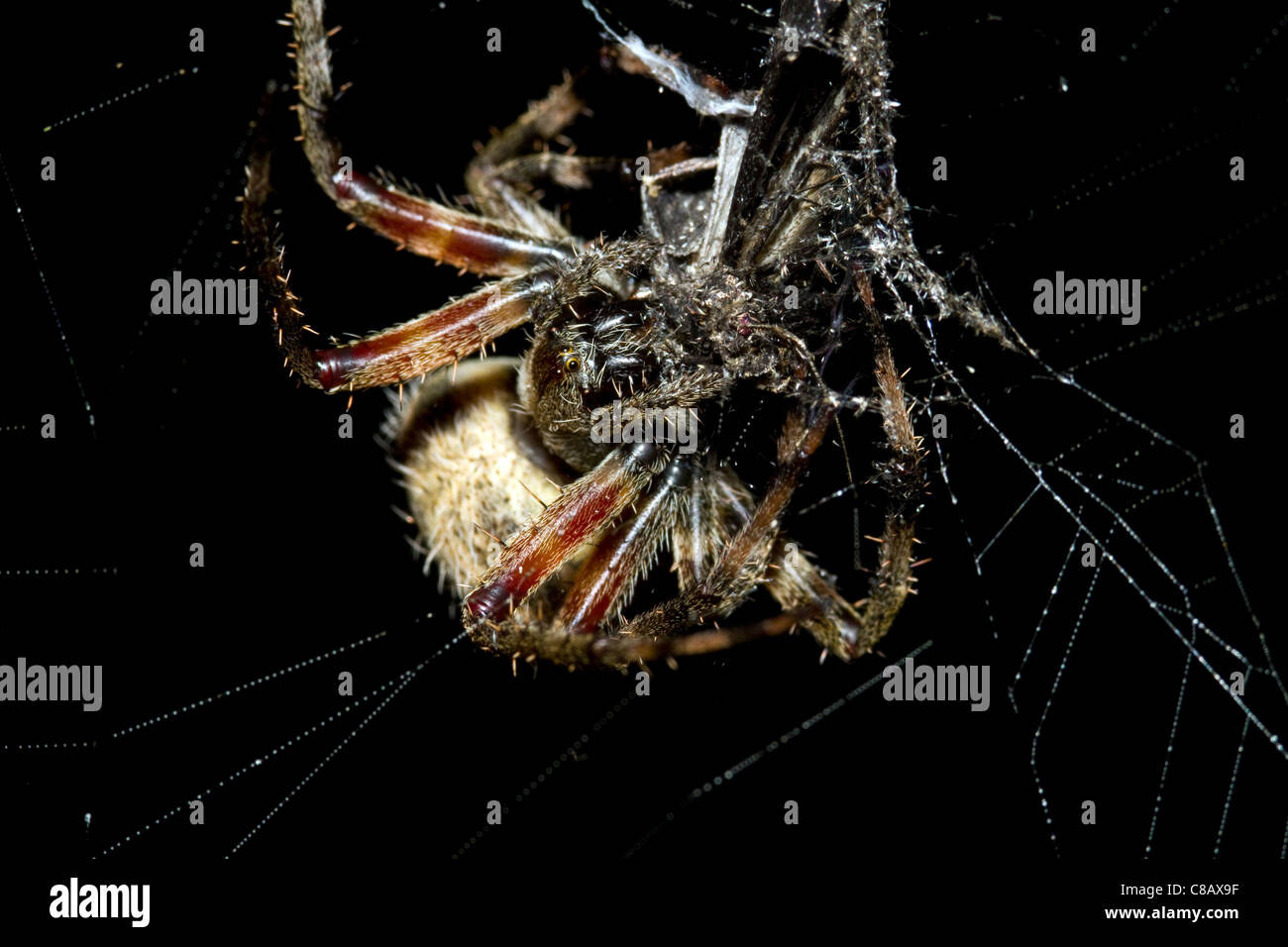 Große Kugel Weaver Spider Makro Stockfoto