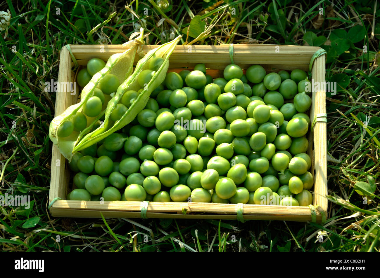 Frisch gepflückt Erbsen (Pisum Sativum) in einen kleinen Korb. Stockfoto
