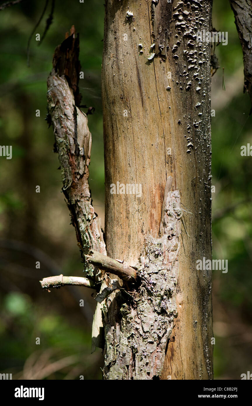 Rinde und Pilz am Stamm im Alter von Karies Stockfoto