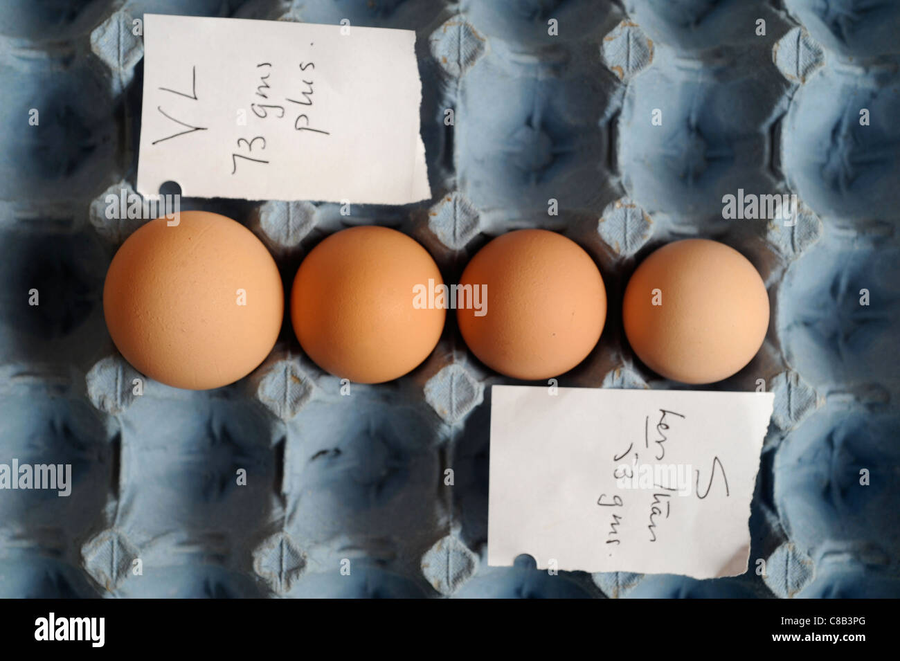 Re-Vorsitzender von The British Free Range Ei Producers Association, Tom Vesey, der glaubt, dass große Eier grausam, h ist Stockfoto