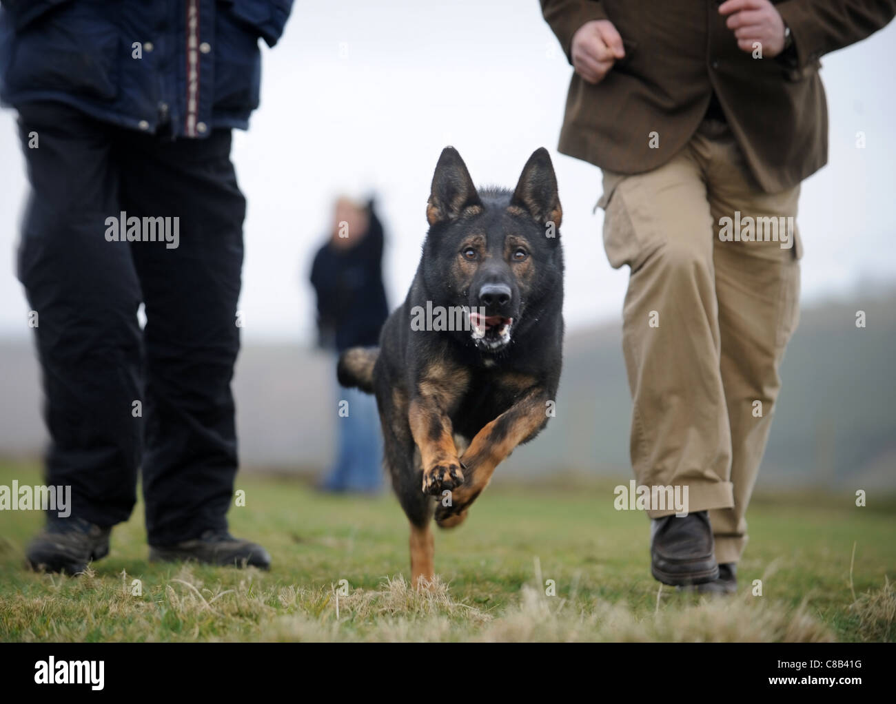 Ein Deutscher Schäferhund und einen Handler üben ein Hund Training Center auf persönlichen Schutz und die Sicherheit UK spezialisiert Stockfoto