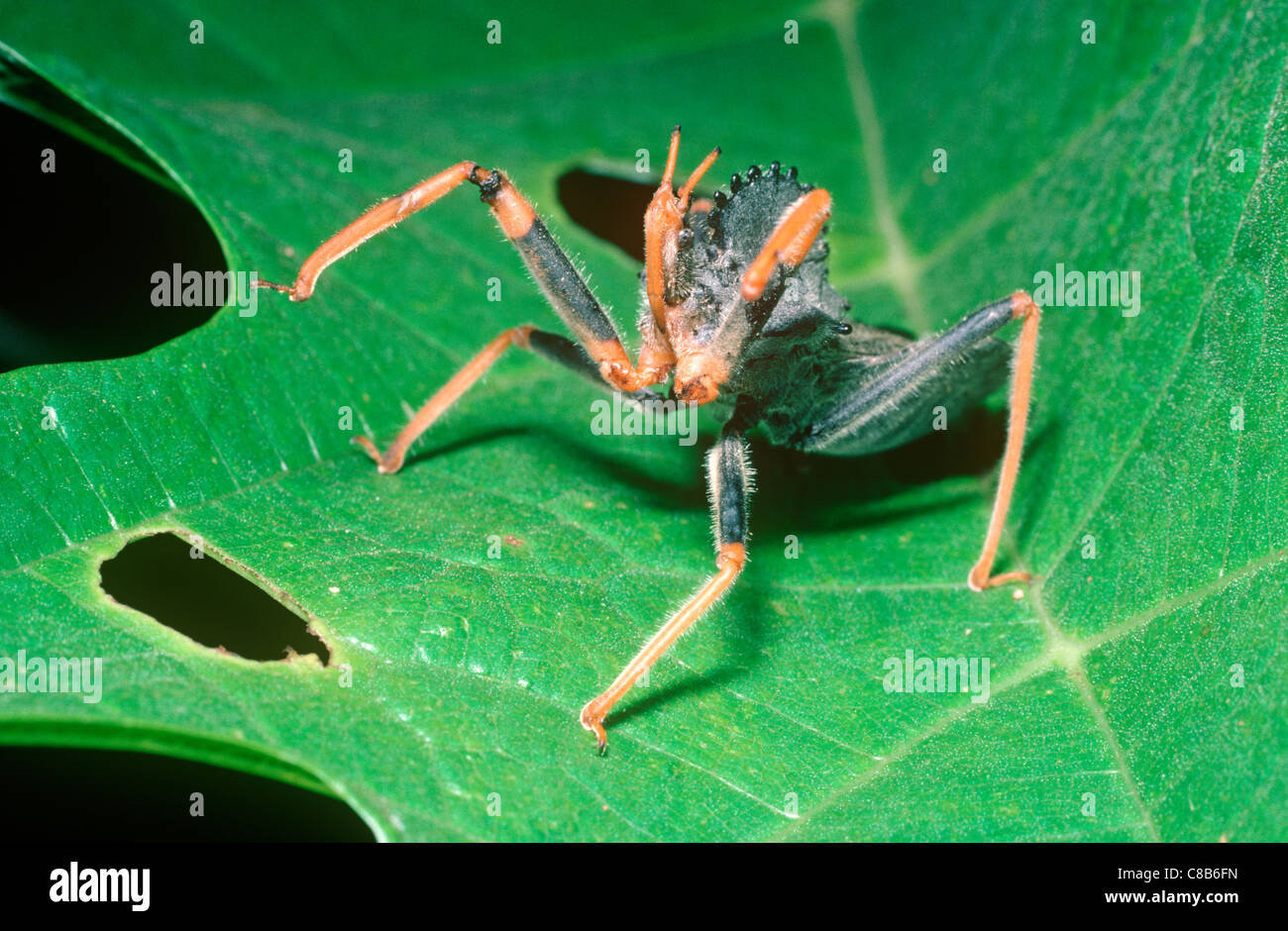 Assassine / Rad-Fehler (Arilus SP.: Reduviidae) mit seinen Beinen wuchs in defensive Haltung, im Regenwald, Peru Stockfoto