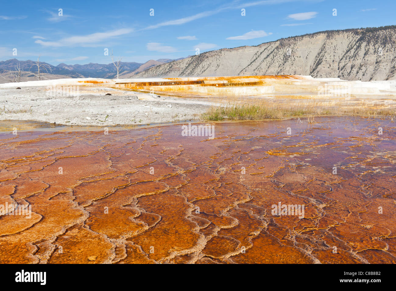 Mammoth Hot Springs ist eine Reihe von heißen Quellen auf einer Anhöhe von Travertin im Yellowstone Nationalpark in Wyoming.  Der Travertin wurde über Jahrtausende hinweg von Calciumcarbonat Ablagerungen aus den Thermalquellen Reise durch eine Bruchlinie in Kalkstein erstellt.  Die vielen Farben des sichtbaren auf den Terrassen sind das Ergebnis von Algenwachstum in den warmen Pools sind etwa 170 Grad Celsius. Stockfoto