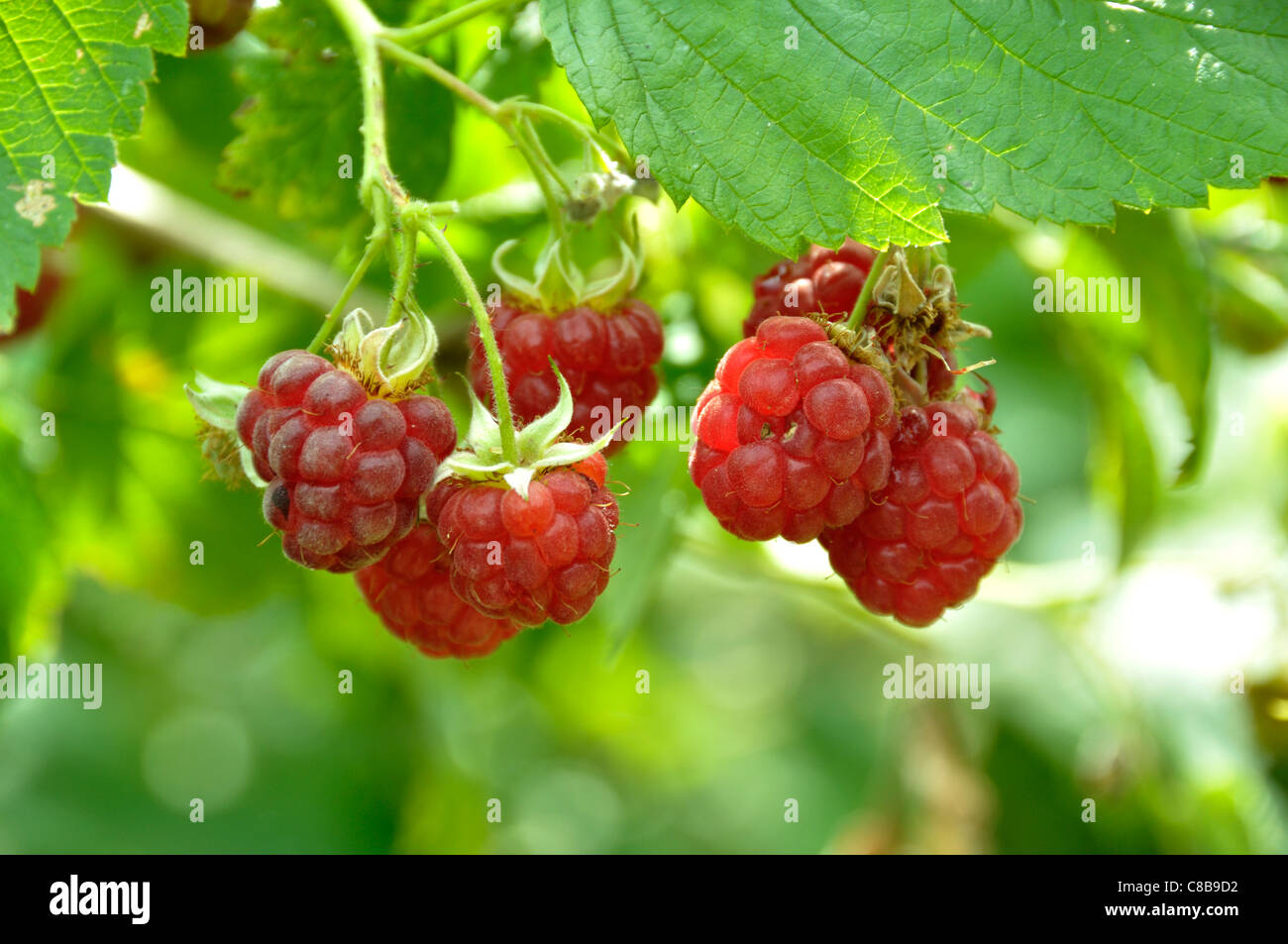 Himbeeren (Rubus Idaeus). Stockfoto