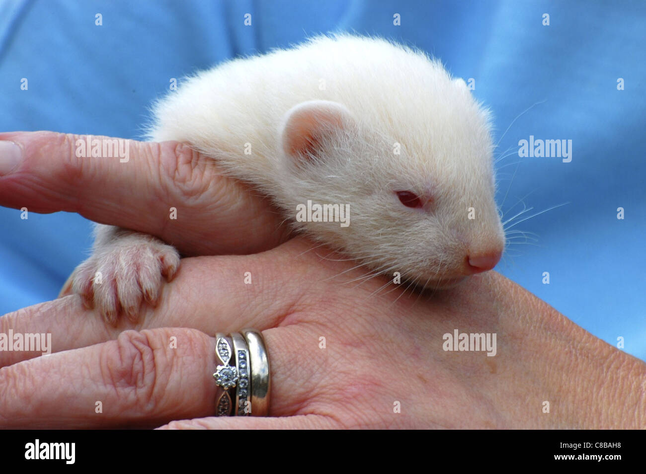 Weiße Baby Frettchen gehalten Stockfoto