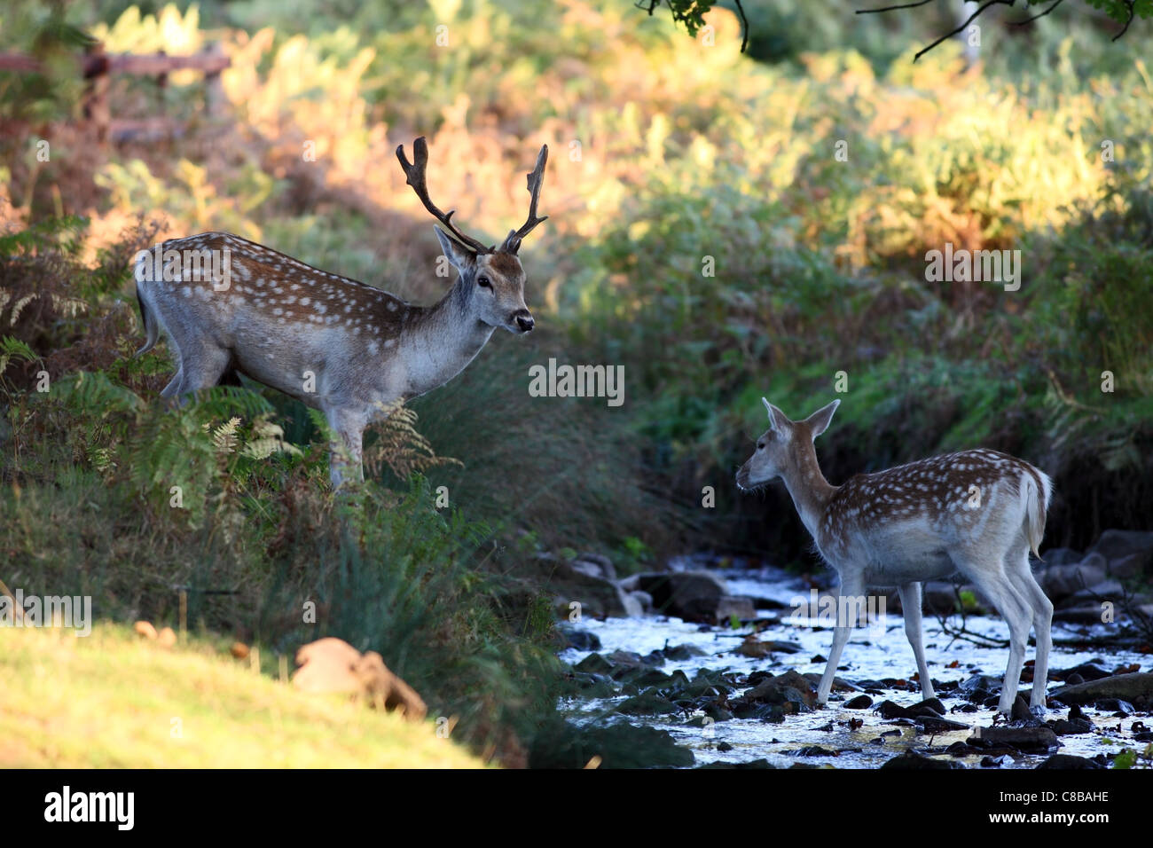 Männlich und weiblich (Hirsch und Doe) Damhirsch Dama Dama in Woodland-Stream in Herbst UK Stockfoto