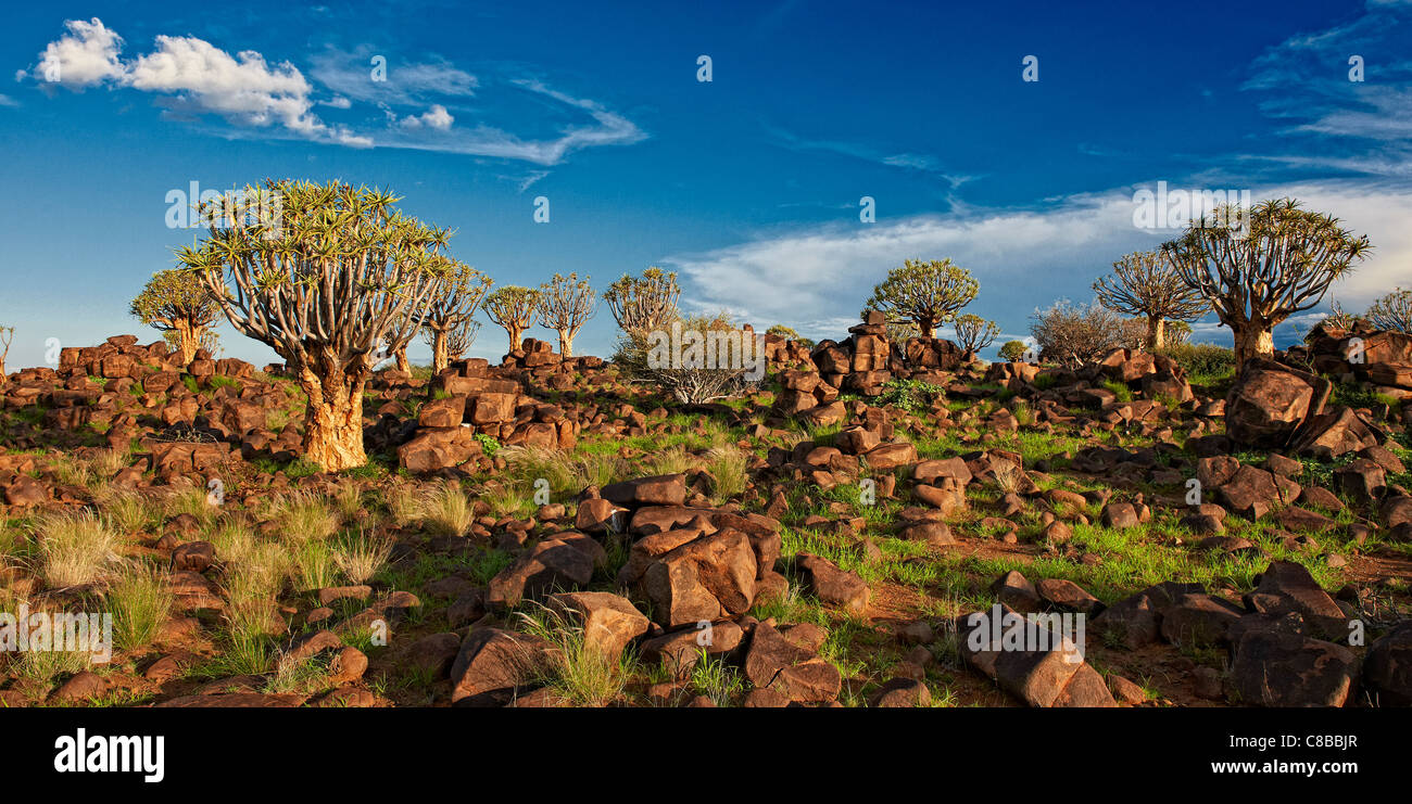 Köcherbaum Wald, Aloe Dichotoma, Farm Garas, Mesosaurus Fossil Site, Keetmanshoop, Namibia, Afrika Stockfoto