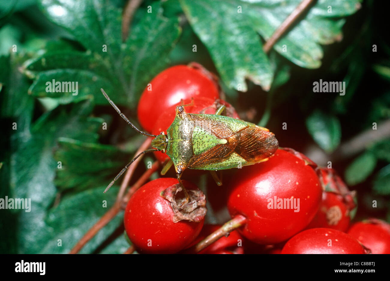 Weißdorn-Schild-Fehler (Acanthosoma Haemorrhoidale: Acanthosomatidae) auf Weißdorn UK Stockfoto