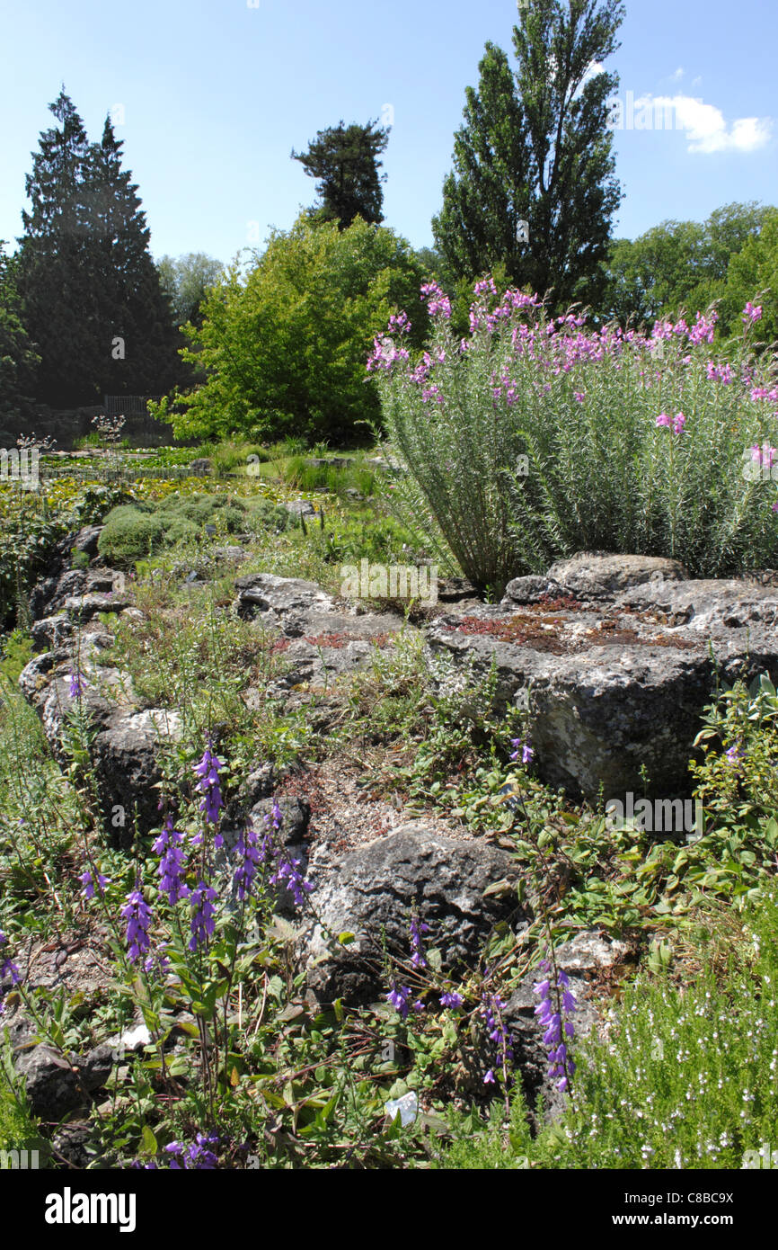 Der Kalkstein-Steingarten in Cambridge University Botanic Garden Stockfoto