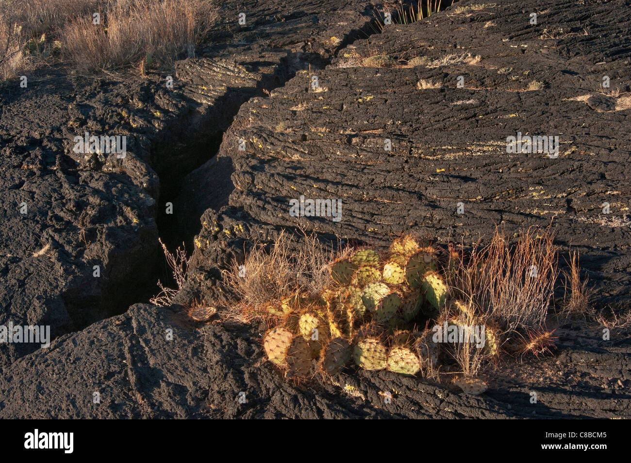 Feigenkaktus in rissigen Pahoehoe Lavafeld, Carrizozo Malpais Lavastrom am Valley of Fires, New Mexico, USA Stockfoto