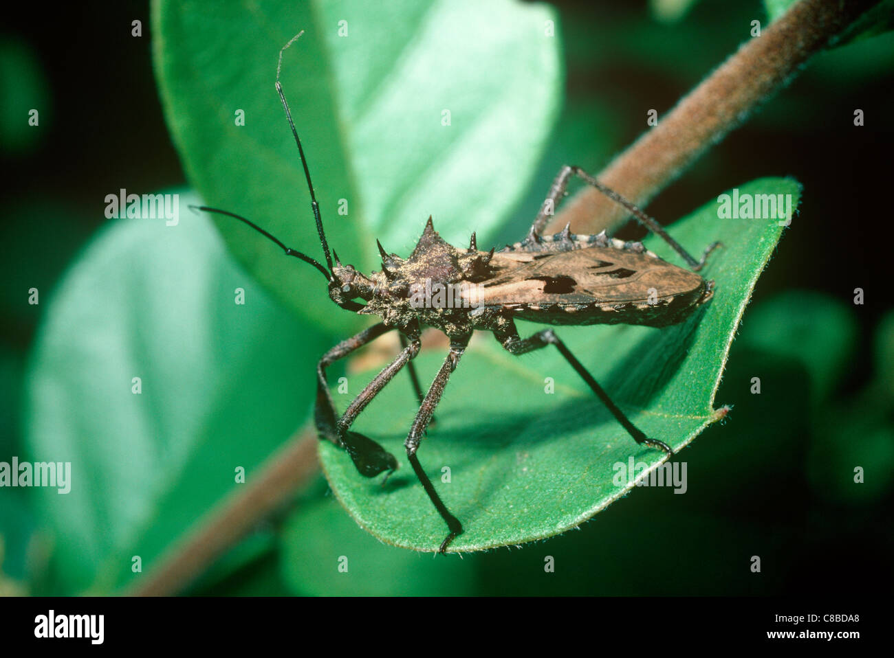 Assassin-Bug (Petalocheirus SP.: Reduviidae), ist geschützt durch seine harten Stacheln in der Savanne, Südafrika Stockfoto